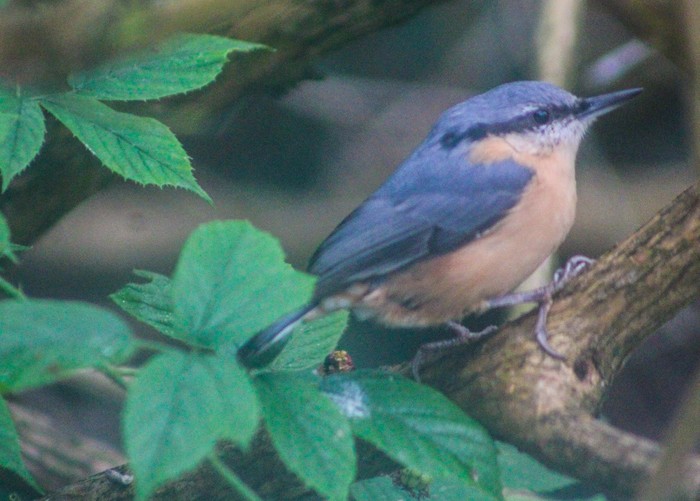 Nuthatch