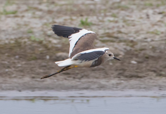 White-tailed Lapwing
