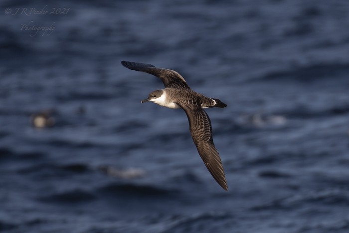 Great Shearwater