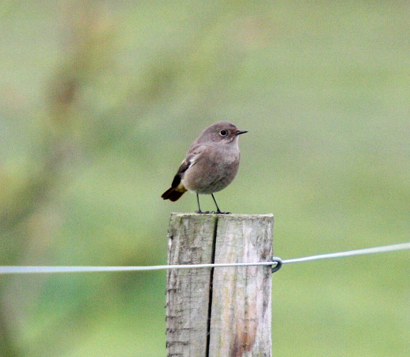 Black Redstart