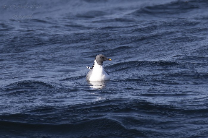 Sabine's Gull