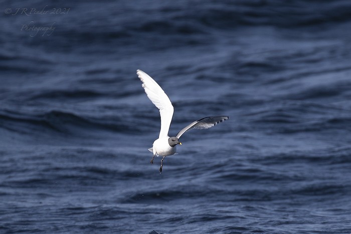 Sabine's Gull