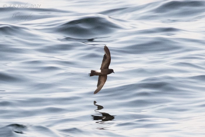 Wilson's Petrel