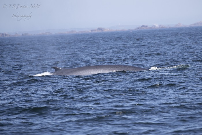 Fin Whale