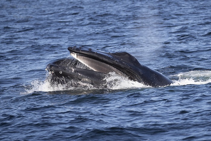 Humpback Whale 