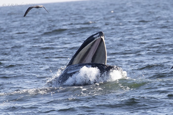 Humpback Whale