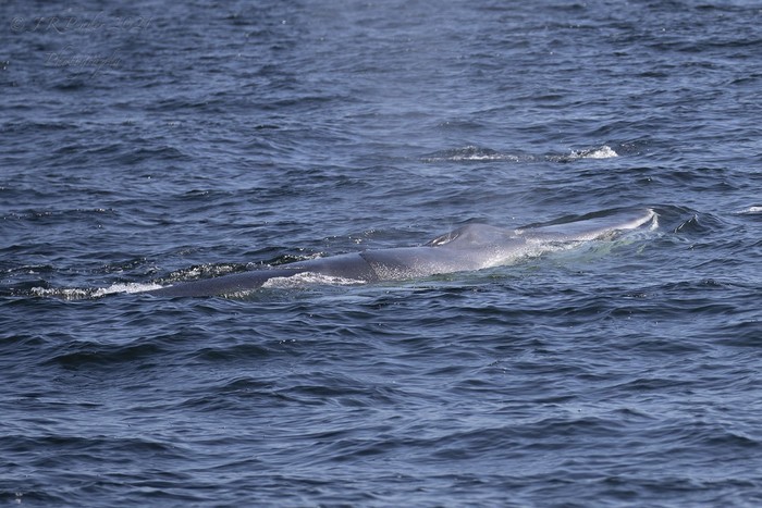 Fin Whale