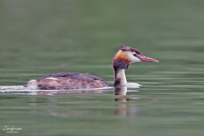 Great Crested Grebe