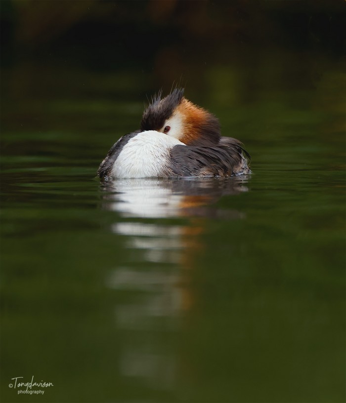 Great Crested Grebe