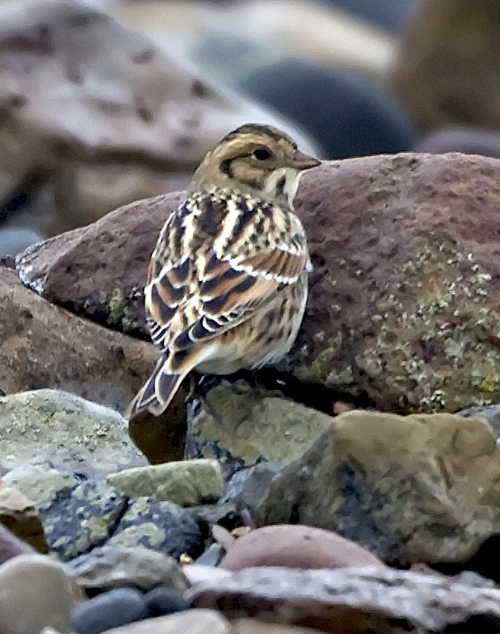 Lapland Bunting