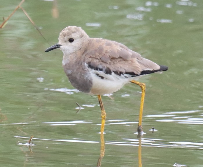 White-tailed Lapwing
