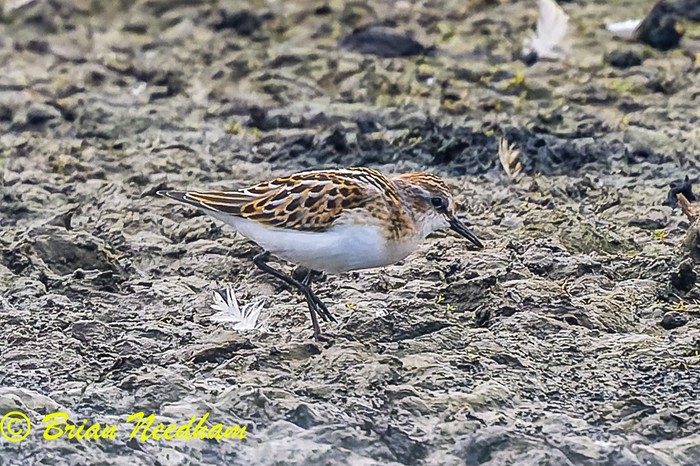 Little Stint