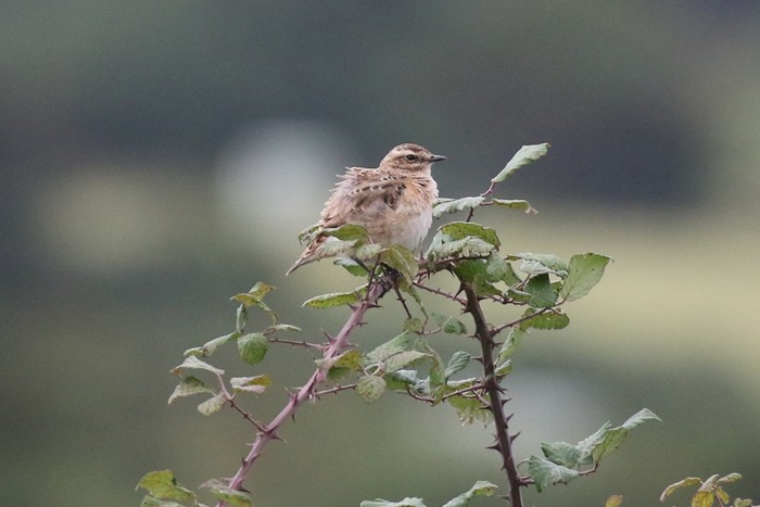 Whinchat