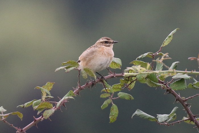 Whinchat