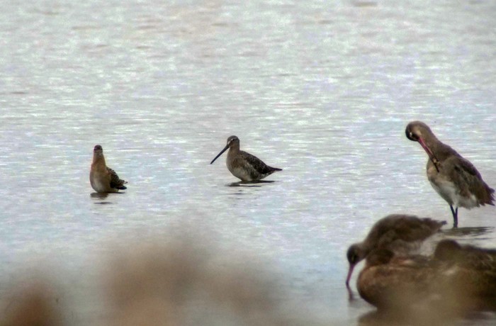 Long-billed Dowitcher
