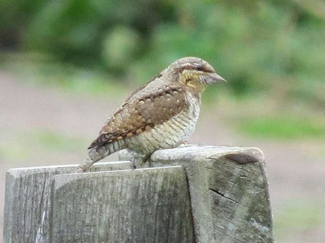 Wryneck