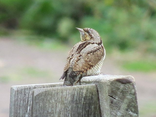 Wryneck