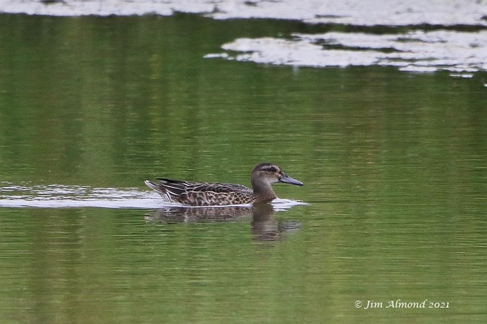 Garganey