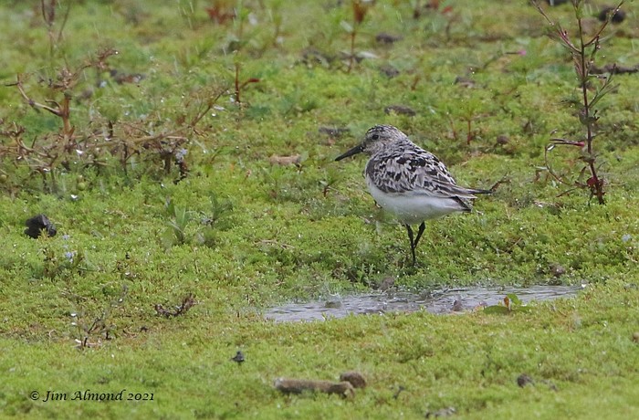 Sanderling