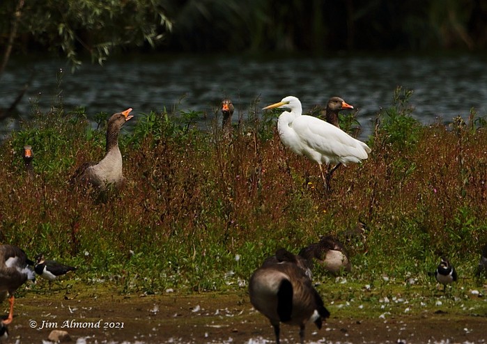 Great White Egret