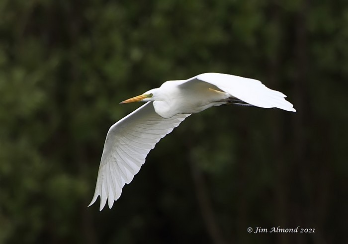 Great White Egret