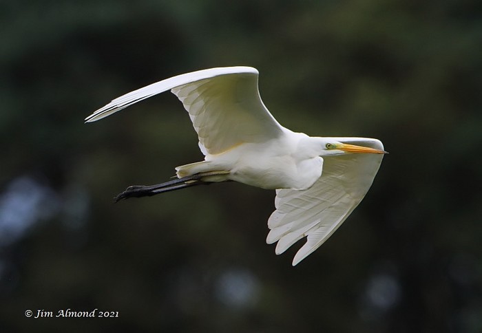 Great White Egret