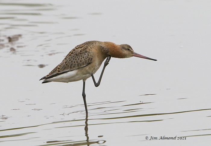 Black-tailed Godwit