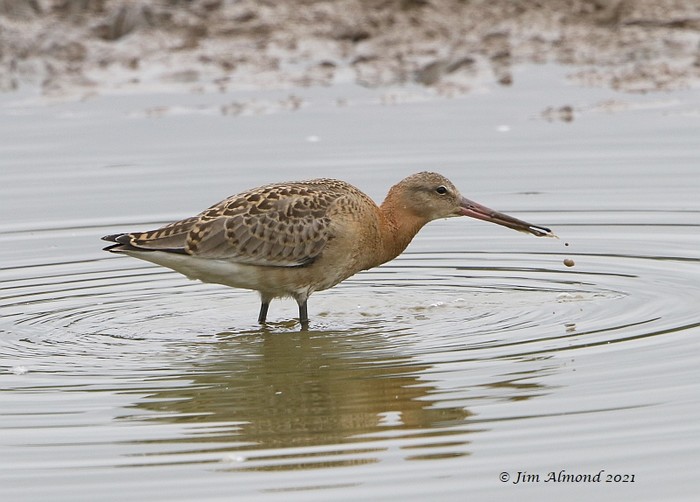 Black-tailed Godwit