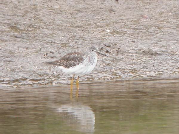 Lesser Yellowlegs