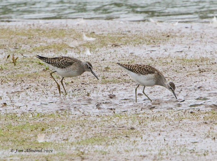 Wood Sandpiper