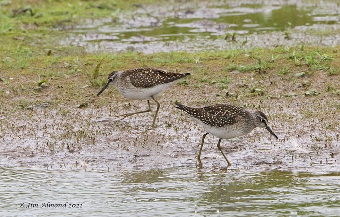 Wood Sandpiper