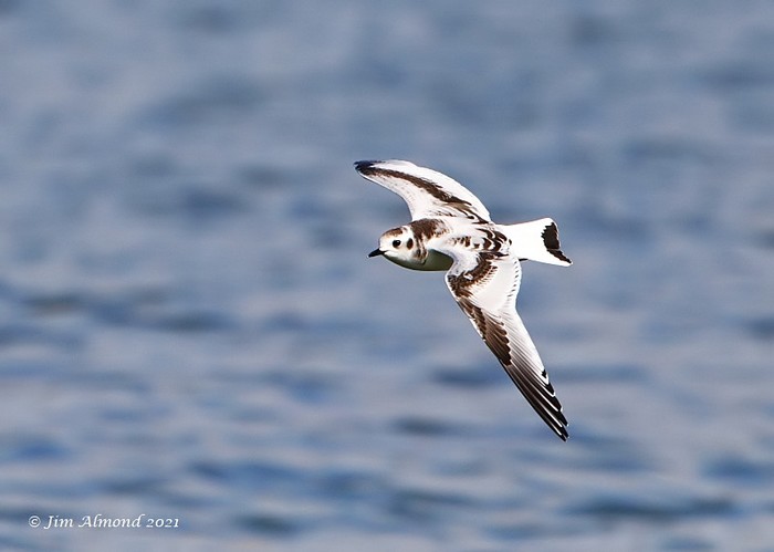 Little Gull