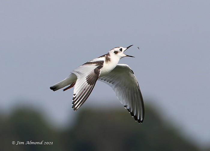 Little Gull