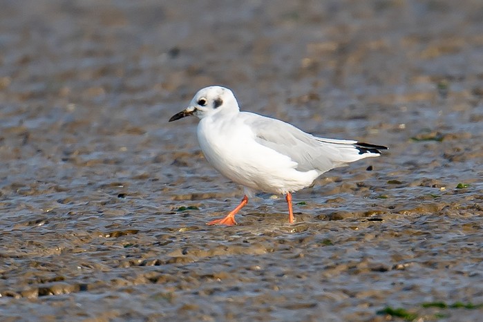 Bonaparte's Gull