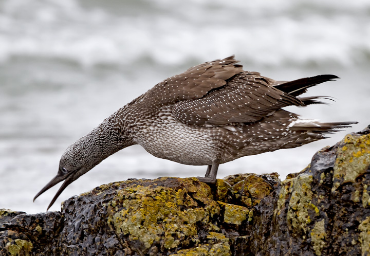 Gannet