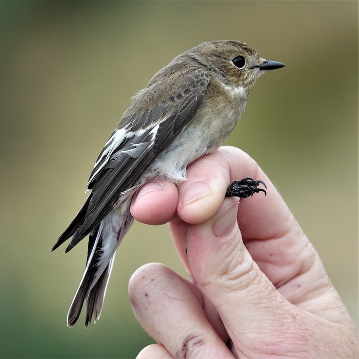 Pied Flycatcher