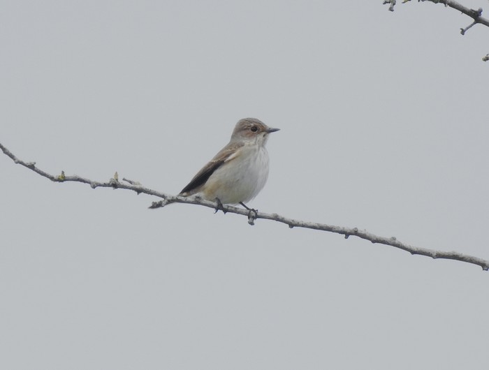 Spotted Flycatcher