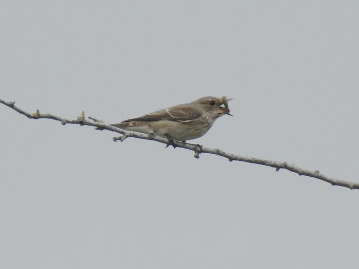 Spotted Flycatcher
