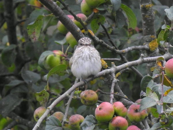 Spotted Flycatcher