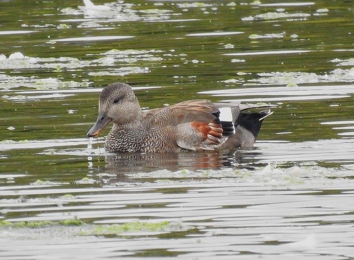 Gadwall