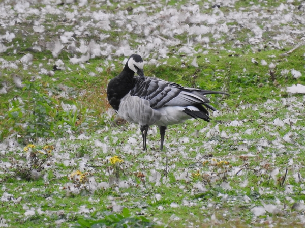 Barnacle Goose