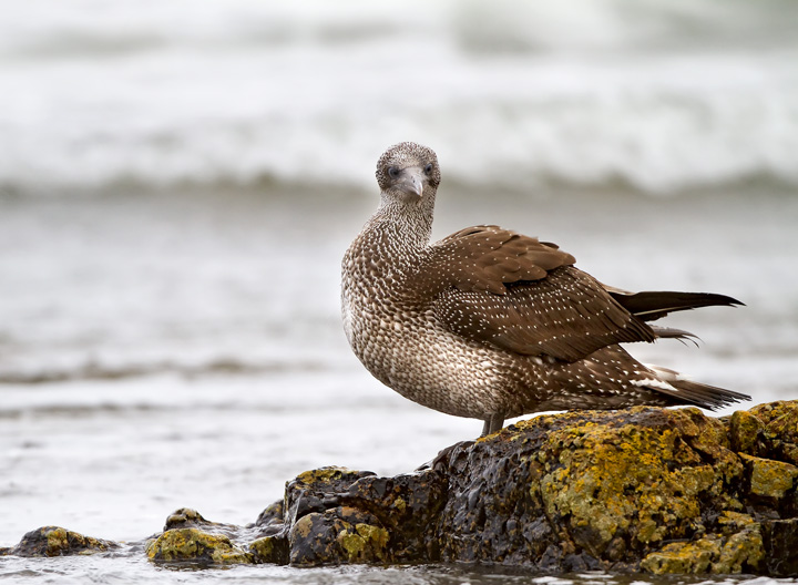 Gannet