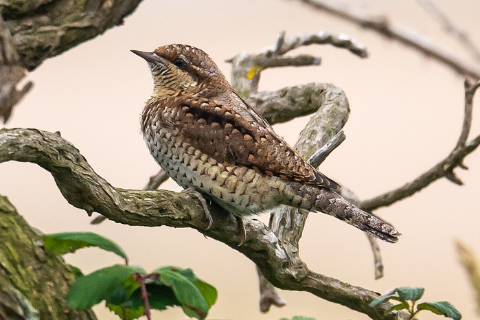 Wryneck