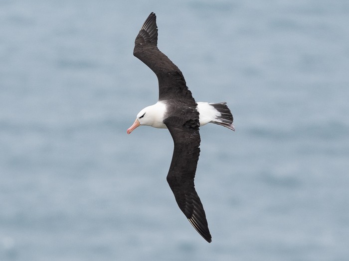 Black-browed Albatross
