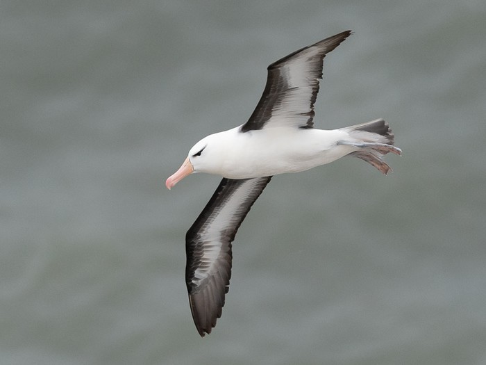 Black-browed Albatross