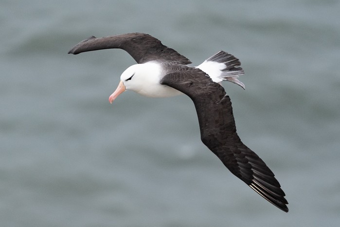 Black-browed Albatross