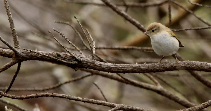 Western Bonelli's Warbler