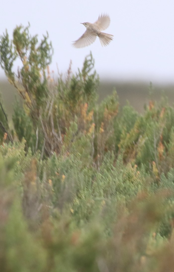 Sykes's Warbler