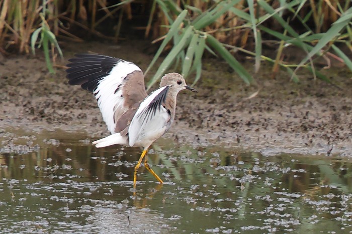 White-tailed Lapwing