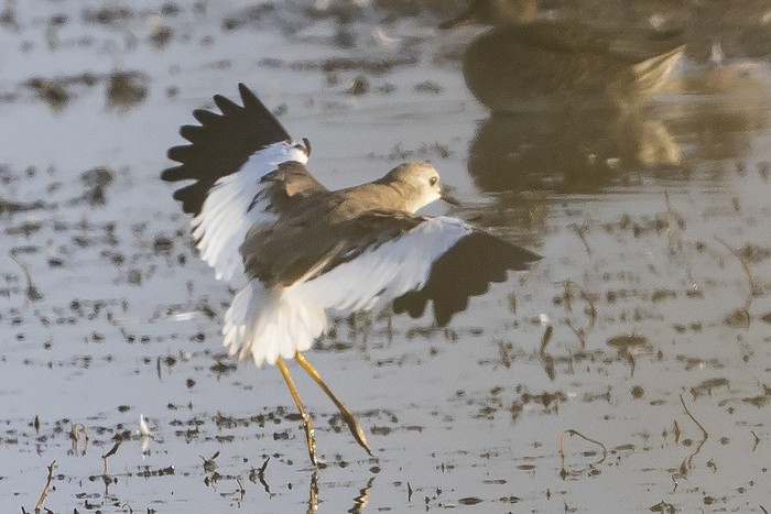 White-tailed Lapwing